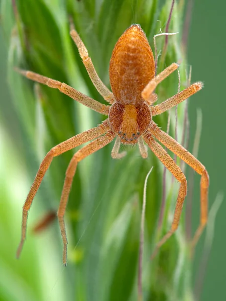 Close Pretty Crab Spider Philodromus Rufus Resting Blades Grass Deas — Stock Photo, Image