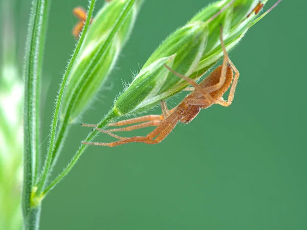 Bonita Araña Cangrejo Philodromus Rufus Descansando Bajo Las Semillas Grupo — Foto de Stock