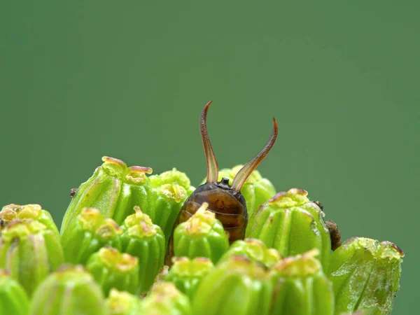 Vrouwelijke Gewone Europese Oorworm Forficula Auricularia Verstopt Een Bloemknop Met — Stockfoto