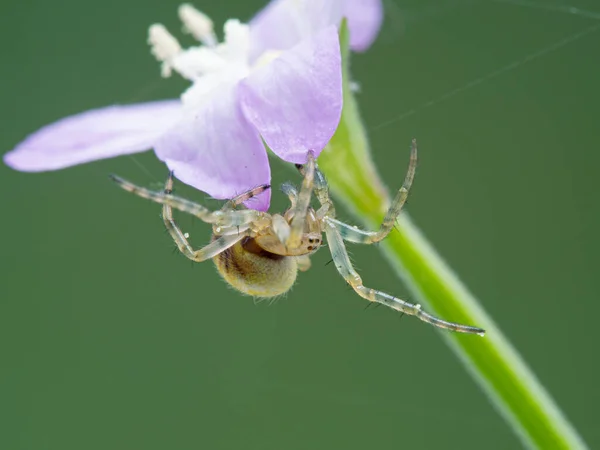 Primer Plano Una Araña Orbweaver Minúscula Con Polen Pegado Colgando — Foto de Stock