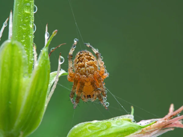 Une Araignée Orbtisseuse Croisée Colorée Araneus Diadematus Assise Dans Toile — Photo