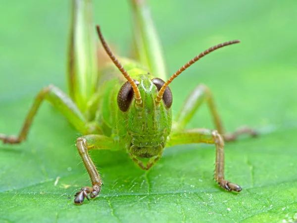 一只漂亮的浅绿色亚种成年雄性双带蚱蜢 Melanoplus Bivittatus 在贪婪的叶子上的特写镜头 看着相机 — 图库照片