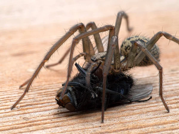 Primer Plano Una Araña Gigante Femenina Eratigena Duellica Alimentándose Una — Foto de Stock