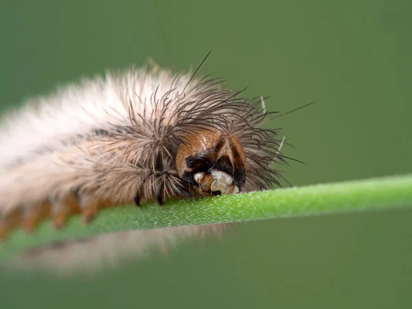 Close Face Yellow Collared Scape Moth Caterpillar Cisseps Fulvicollis Boundary — Stock Photo, Image