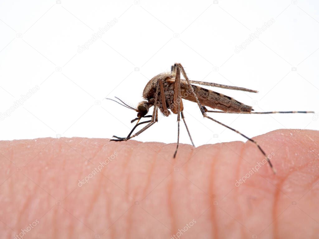 Coastal mosquito; Aedes dorsalis; on a man's finger and piercing the skin to suck blood. Boundary Bay saltmarsh; Ladner; Delta; British Columbia; Canada