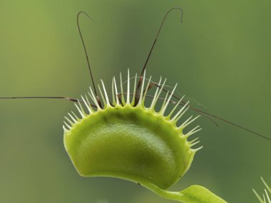 side view of a trap of a green venus flytrap carnivorous plant (Dionaea muscipula) that has captured a harvestman or daddy longlegs (Opilione). The legs of the harvestman sticking out clipart