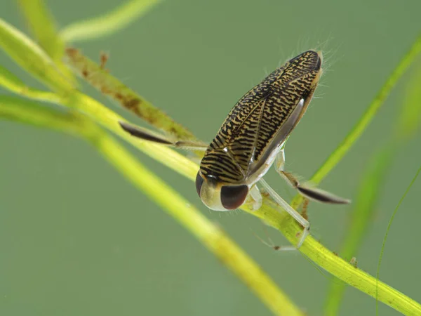 Knap Waterschippersinsect Corixidae Zit Onderwater Een Waterplant Delta Brits Columbia — Stockfoto