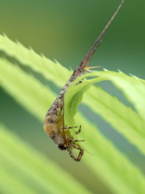 eğrelti otuna tırmanan tuhaf bir kılkuyruğun dikey yan görüntüsü (Machilidae türü)