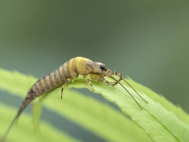 Eğreltiotu yapraklarına yapışan garip bir atlama kılkuyruğunun (Machilidae türünün) kenar görüntüsü