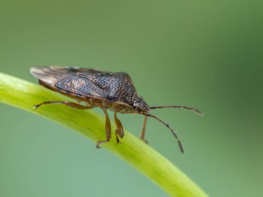 Bir bitkinin gövdesinde sürünen istilacı kahverengi bir koku böceğinin (Halyomorpha halys) yan görüntüsü