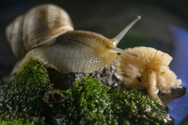 Wild Snail Large Shell Explores Wet Moss Water — Stock Photo, Image