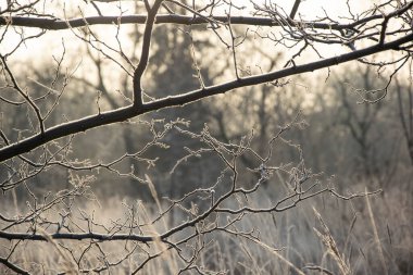 Ormandaki ağaçlar soğuk bir geceden sonra buzla kaplanacak ve sabahları güneşten parlayacak.