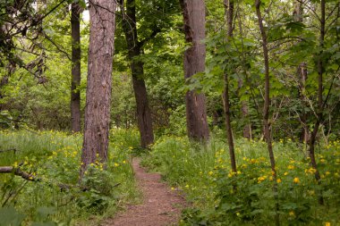 Ormanda bir sürü dar yol var, yabani çiçeklerin esasları boyunca.