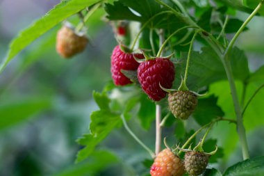 Yoğun bir ormandaki bir çalılıkta olgunlaşmış yabani ahududu