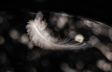 Kuş tüyü yansıtıcı renklerle karanlık sularda yüzer.