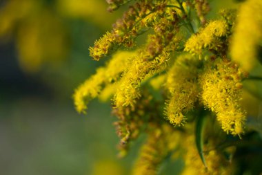 Ağaç tamamen küçük çiçeklerle kaplı.
