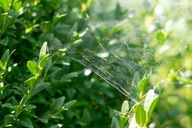 Yaban mersinleri ve küçük yoğun yapraklarla kaplı küçük bir çalı tamamen ışık örümcek ağlarıyla doludur.