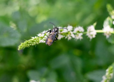 Çizgili göbekli küçük bir arı bütün gün çalışır. Böcek dikkatle geçen yaz çiçeklerinden polen topluyor.