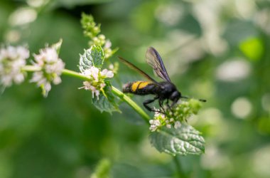 Çizgili göbekli küçük bir arı bütün gün çalışır. Böcek dikkatle geçen yaz çiçeklerinden polen topluyor.