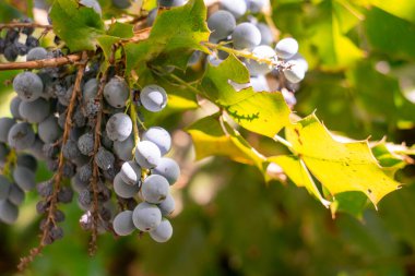 Terk edilmiş üzüm bağlarında hala sulu ve tatlı meyveler bulabilirsiniz. Bir sürü güneş banyosu yapıyor.