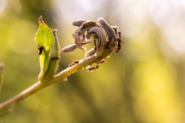 Güneş ışınlarından parlayan karıncalar ve çimen sapları üzerinde işlerini yaparlar.