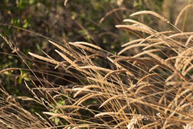 Yol boyunca otlar büyür, yaz sıcağından kurur ve toprağa çöker.