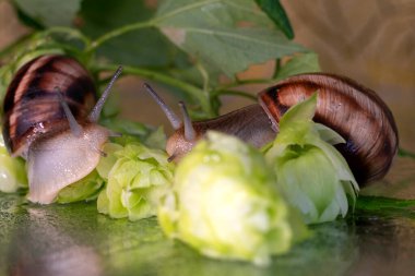 Salyangozlar su damlalarından ıslanmış zıplama konileri ve yaprakları arasında yürür.