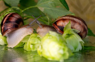 Salyangozlar su damlalarından ıslanmış zıplama konileri ve yaprakları arasında yürür.