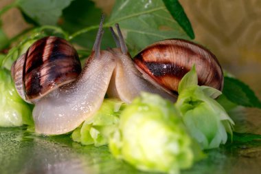 Salyangozlar su damlalarından ıslanmış zıplama konileri ve yaprakları arasında yürür.