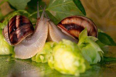 Salyangozlar su damlalarından ıslanmış zıplama konileri ve yaprakları arasında yürür.