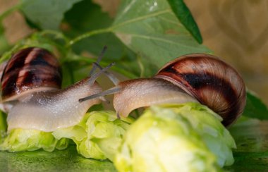 Salyangozlar su damlalarından ıslanmış zıplama konileri ve yaprakları arasında yürür.