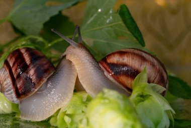 Salyangozlar su damlalarından ıslanmış zıplama konileri ve yaprakları arasında yürür.