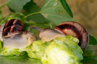 Salyangozlar su damlalarından ıslanmış zıplama konileri ve yaprakları arasında yürür.