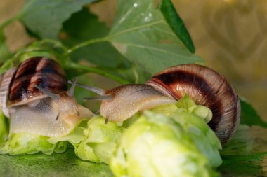 Salyangozlar su damlalarından ıslanmış zıplama konileri ve yaprakları arasında yürür.