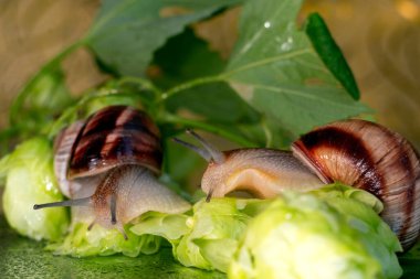 Salyangozlar su damlalarından ıslanmış zıplama konileri ve yaprakları arasında yürür.