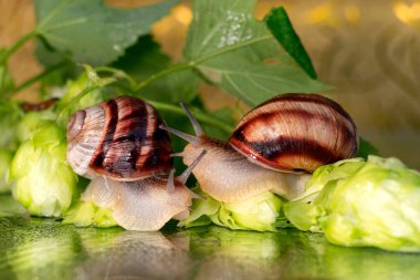 Salyangozlar su damlalarından ıslanmış zıplama konileri ve yaprakları arasında yürür.