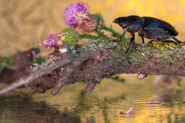 Büyük siyah böcekler, sarı yapraklı ve yosunlu bir ağacın eski kuru bir dalında buluştu.