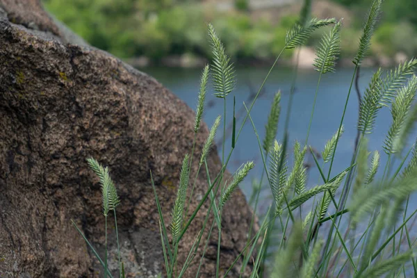 Wild Grass Grows Rocky Bank River Its Stems Resemble Ears — Stock Photo, Image