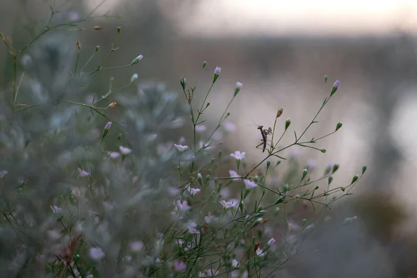 Tra Erbe Fiori Feild Sono Uccelli Gastinità Cantare Loro Canti — Foto Stock