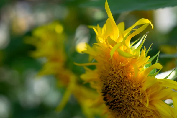 sunflowers field with huge beuatiful flowers. petals shine from the sun\'s rays