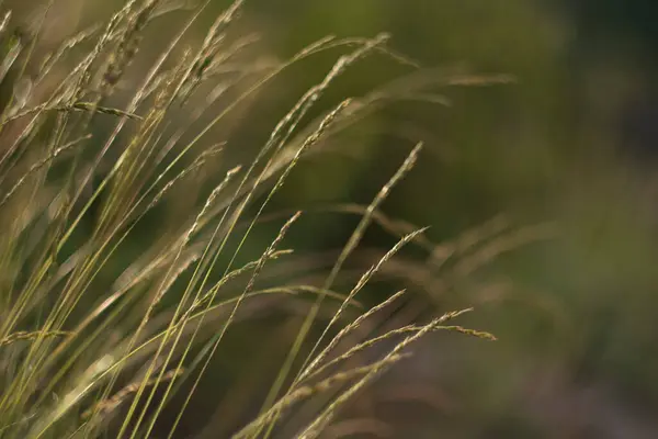 Трава Стеблями Напоминающими Колосья Пшеницы Сияющие Солнце — стоковое фото
