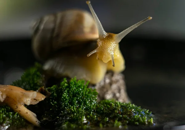 Wild Snail Large Shell Explores Wet Moss Water — Stock Photo, Image