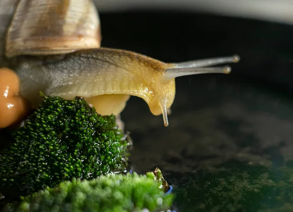 Wild Snail Large Shell Explores Wet Moss Water — Stock Photo, Image