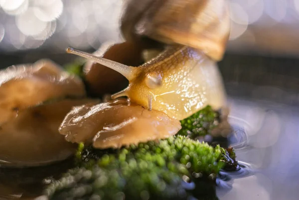 Wild Snail Large Shell Explores Wet Moss Water — Stock Photo, Image