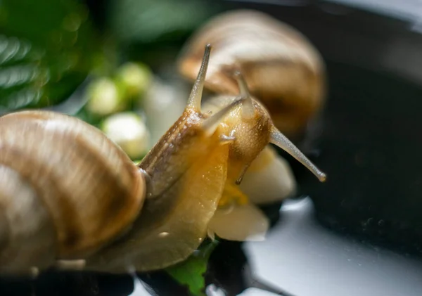 Wild Snails Crawling Next Branch Jasmine Bush Lying Water — Stock Photo, Image