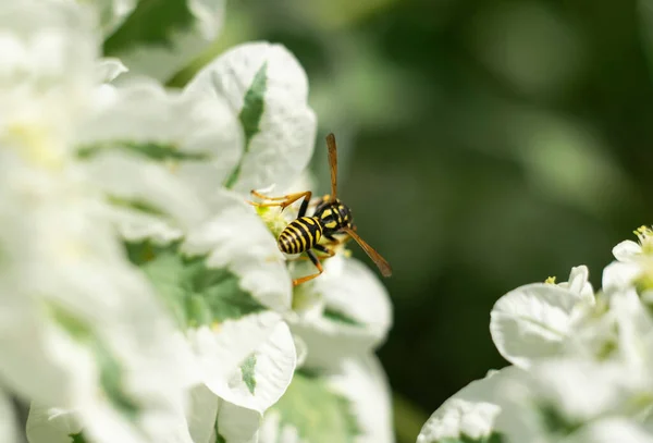 Pas Beaucoup Fleurs Fin Été Mais Les Insectes Qui Travaillent — Photo