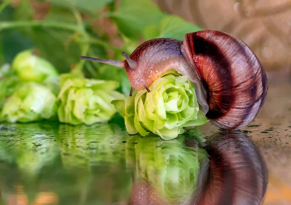 Snails Walk Leaves Cones Hops Wet Drops Water — Stock Photo, Image