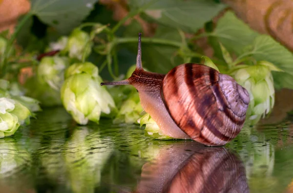 Snails Walk Leaves Cones Hops Wet Drops Water — Stock Photo, Image