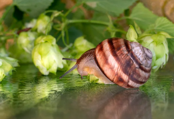 Snails Walk Leaves Cones Hops Wet Drops Water — Stock Photo, Image