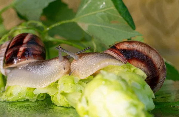 Snails Walk Leaves Cones Hops Wet Drops Water — Stock Photo, Image